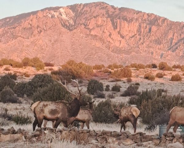 Arabela Ranch - Image 20