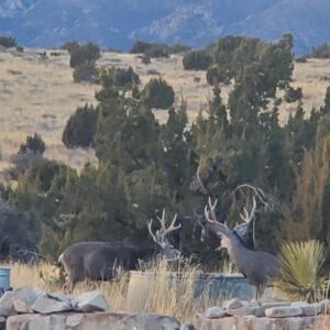 Arabela Ranch