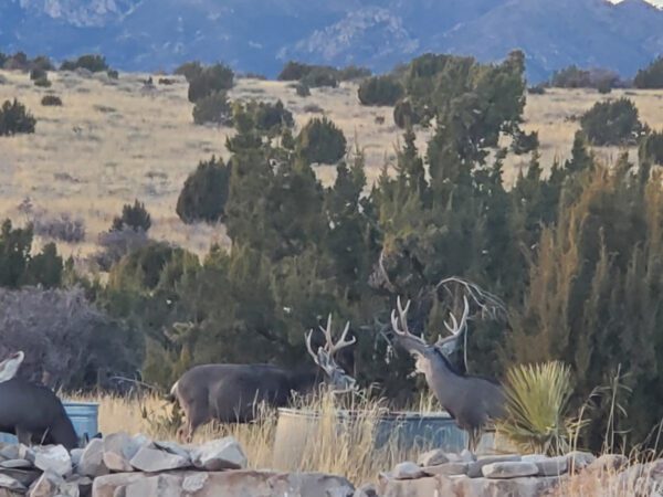 Arabela Ranch