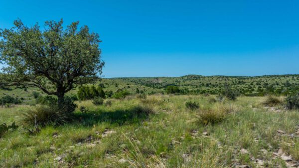 Arabela Ranch - Image 10