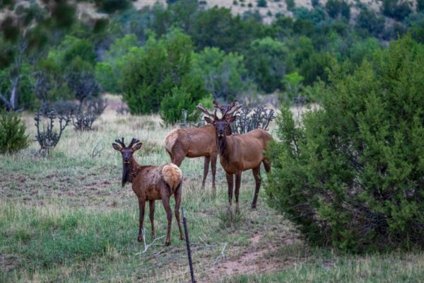 Arabela Ranch - Image 2
