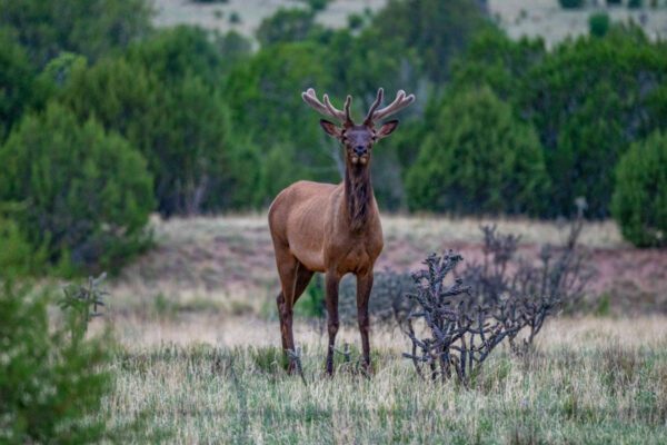 Arabela Ranch - Image 4