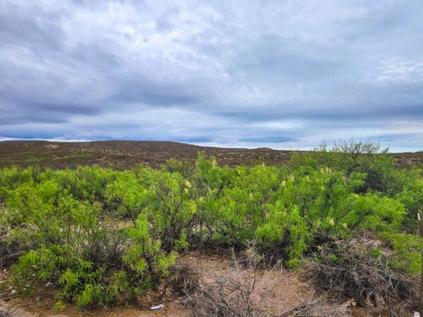 Rincon Valley Ranch - Image 4