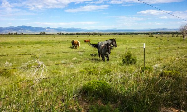Round Corral Farm - Image 8