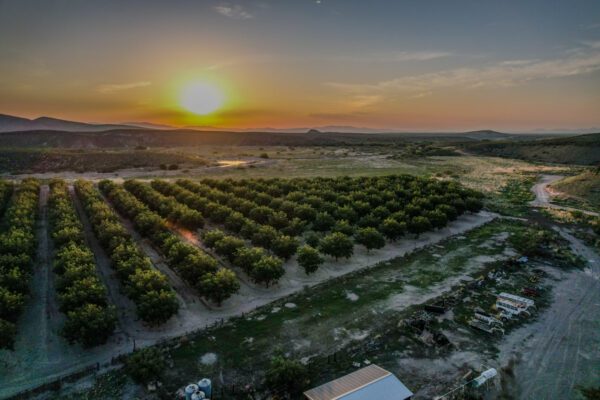 Lake Valley Pecan Farm - Image 26