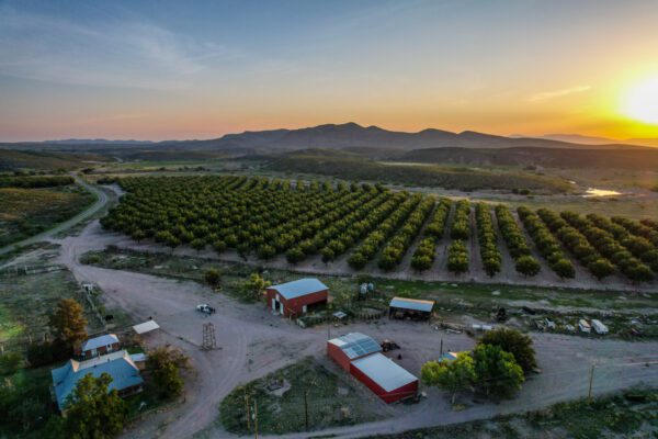 Lake Valley Pecan Farm - Image 3