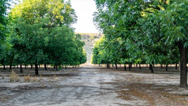 Lake Valley Pecan Farm - Image 7