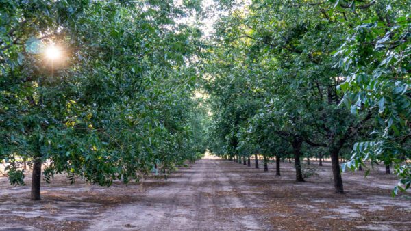 Lake Valley Pecan Farm - Image 6