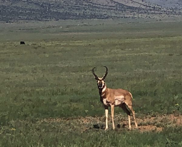 Kokopelli Ranch - Image 28