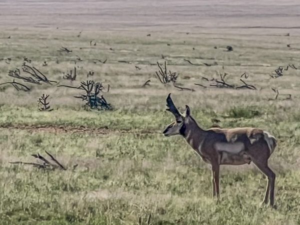 Kokopelli Ranch - Image 26