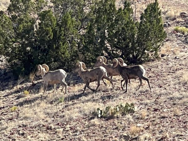 Kokopelli Ranch - Image 35