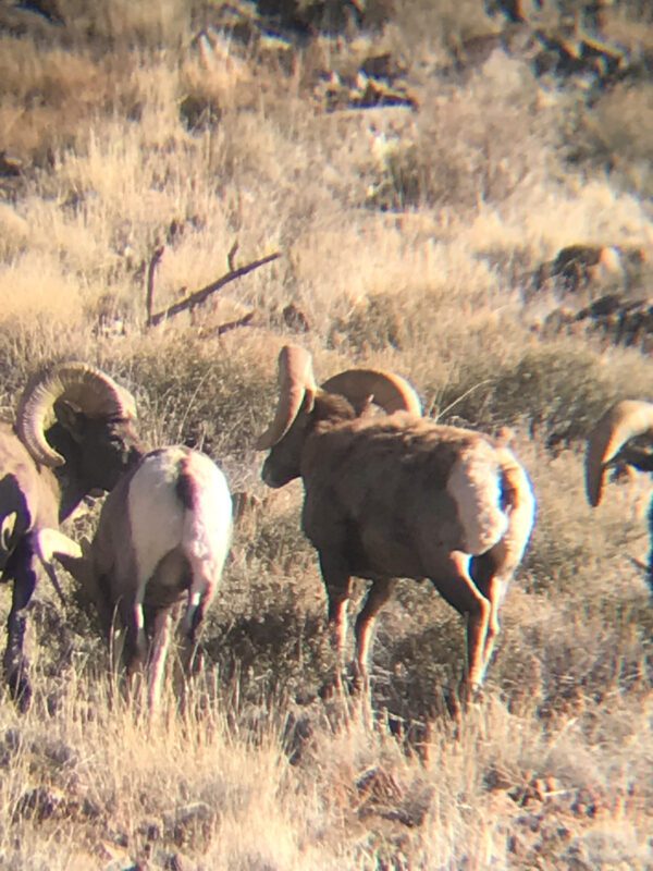 Kokopelli Ranch - Image 25