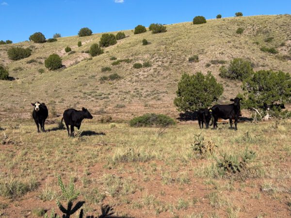 Kokopelli Ranch - Image 15