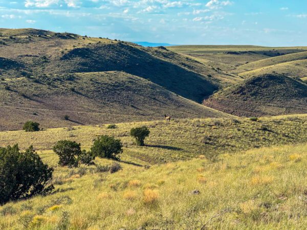 Kokopelli Ranch - Image 10