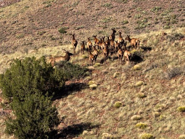Kokopelli Ranch - Image 19