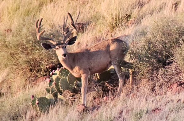 Kokopelli Ranch - Image 23