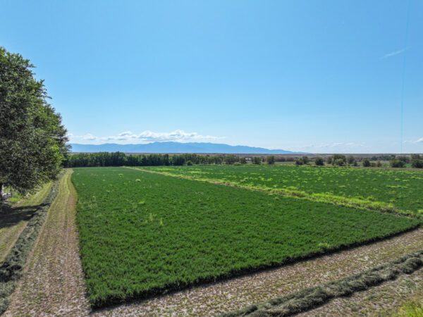 Anaya Farm - Image 6