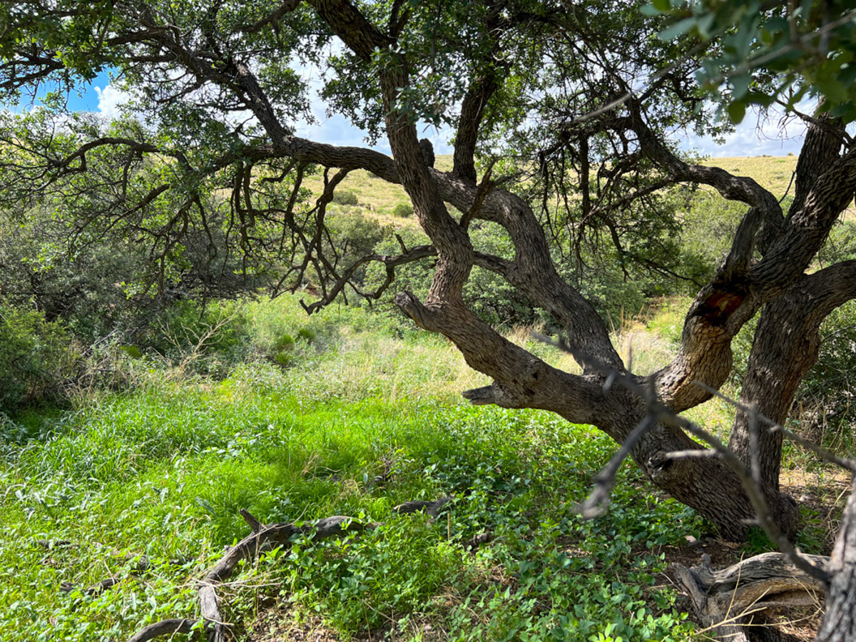 Oak Canyon Ranch - Image 6